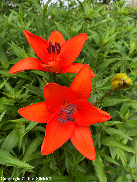 Lilium Orient-Ryhm� 'Orange Summer', id�nlilja